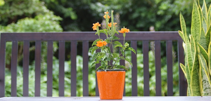 نگهداری و مراقبت از گل ترقه